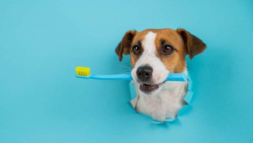 how-to-brush-your-dog’s-teeth-for-a-clean,-healthy-mouth