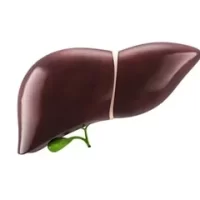 study-indicates-a-connection-between-sociodemographic-characteristics-and-the-recovery-of-liver-transplant-recipients